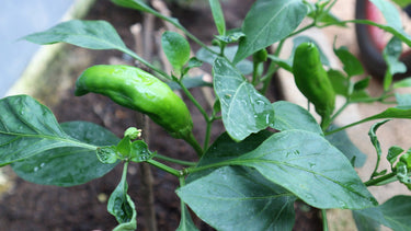 25 GIANT ACONCAGUA PEPPER Up to 12